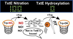 Table of contents graphic for 2021 Biochemistry paper by Chris Martin