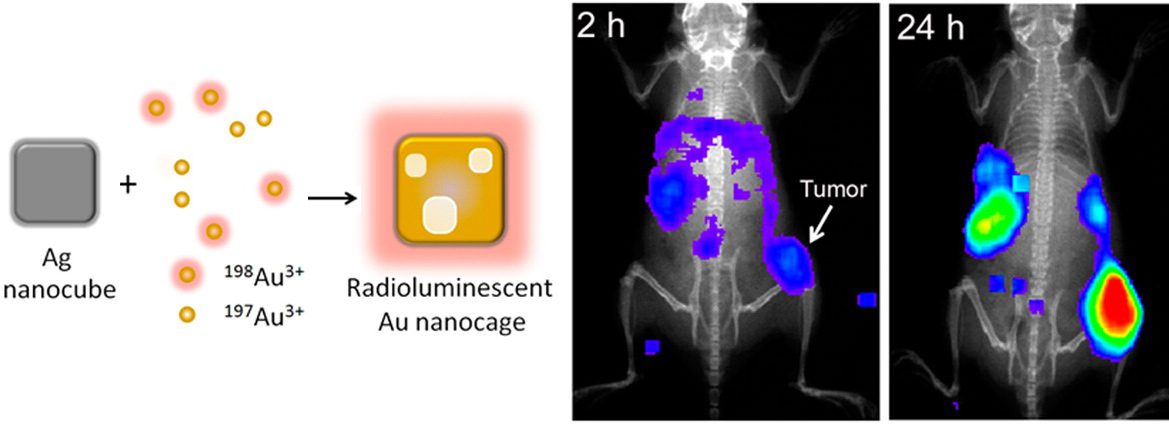 A diagram showing the formation of radioluminescent gold nanocage from silver nanocube and its application in tumor imaging in mice at 2 hours and 24 hours post-injection with color-coded luminescence.