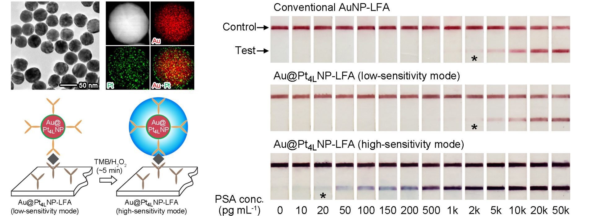 A comparison of conventional and quantum platinum nanoparticle lateral flow assays for PSA detection at varying concentrations, showing test lines with differing sensitivities in a scientific study.